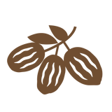 Medjool dates, the whole-fruit sweetener in COZY bars