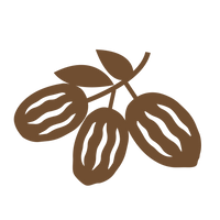 Medjool dates, the whole-fruit sweetener in COZY bars