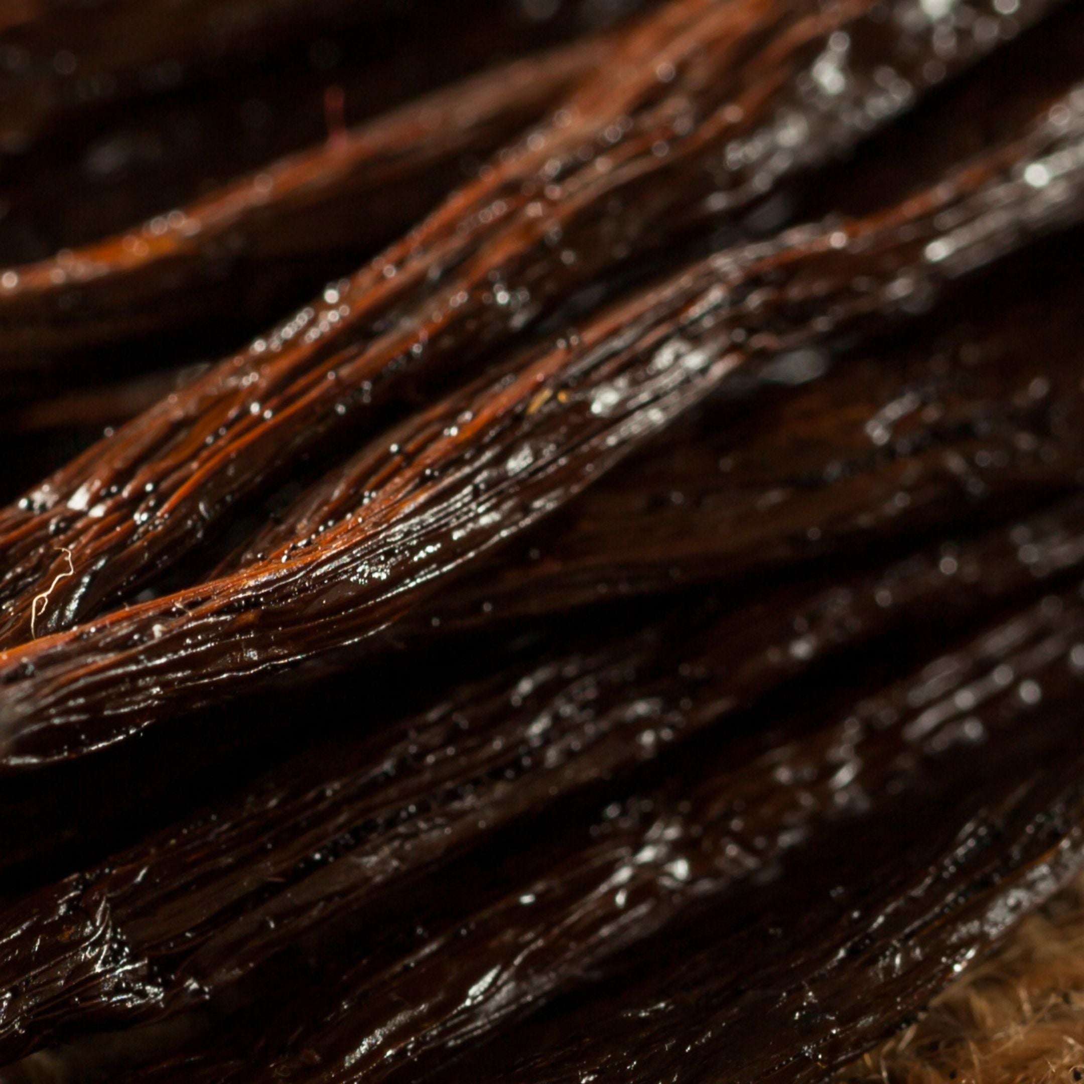 Organic Vanilla Bean
